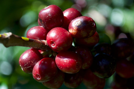 From Bean to Brew: The Art of Guatemalan Coffee